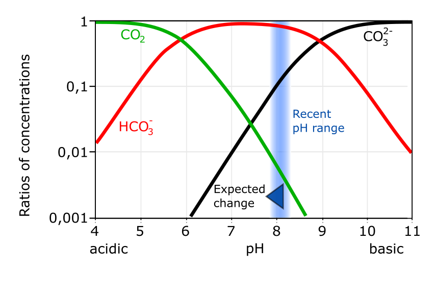 Carbonate System
